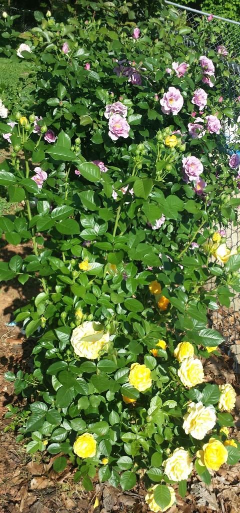  photo 2014-05-13 09.19.36_zps3mp5kd3g.jpg